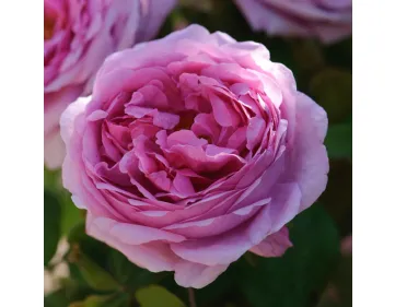 Rose Comte de Chambord