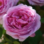 Rose Comte de Chambord