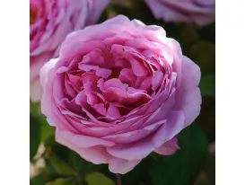 Rose Comte de Chambord