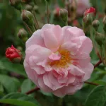 Rose Cornelia