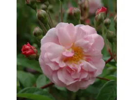 Rose Cornelia