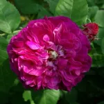 Duc de Cambridge