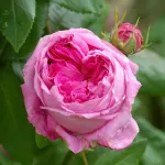 Duc de Cambridge