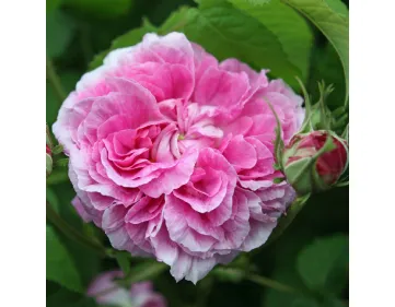 Rosa Duchesse de Berry