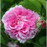 Rosa Duchesse de Berry