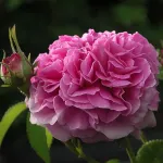 Rosa Duchesse de Berry