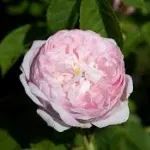 Duchesse de Montebello