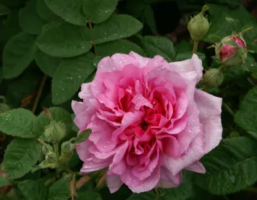 Rosa Empresse Joséphine