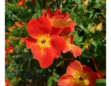 Foetida Bicolor