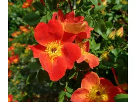 Foetida Bicolor