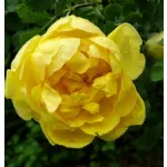 Foetida Persian Yellow
