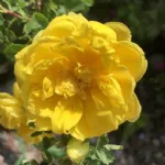 Foetida Persian Yellow