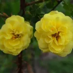 Foetida Persian Yellow