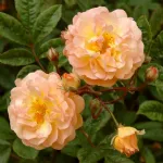 Rose Ghislaine de Féligonde