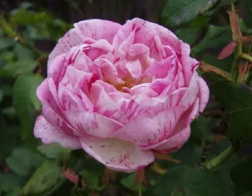 Rosa Honorine de Brabant