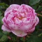 Rosa Honorine de Brabant