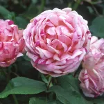 Rosa Honorine de Brabant