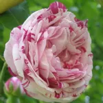 Rosa Honorine de Brabant