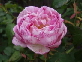 Rosa Honorine de Brabant