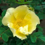 Rose Hugonis