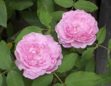 Rose Jacques Cartier