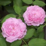 Rose Jacques Cartier