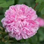Rose Jacques Cartier