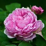 Rose Jacques Cartier