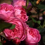 Rose La Reine Vicotria