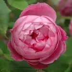 Rose La Reine Vicotria