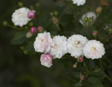 Rose Little White Pet