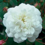 Rose Little White Pet