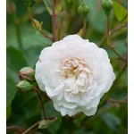Rose Little White Pet