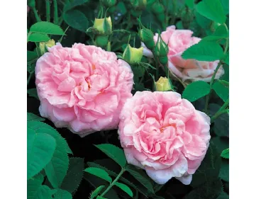 Rose Maiden's Blush