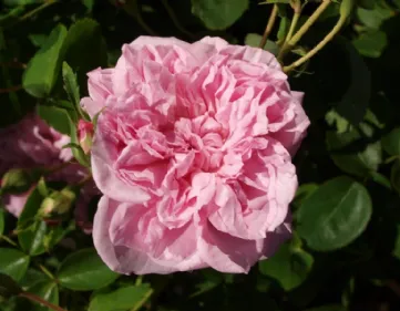 Rosa May Queen