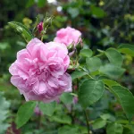 Rosa May Queen