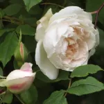 Rosa Mme Alfred Carriere