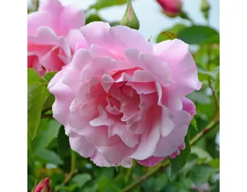 Rosa Mme Grégoire Staechelin