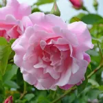 Rosa Mme Grégoire Staechelin