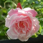 Rosa Mme Grégoire Staechelin