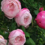 Rose Mme Pierre Ogier