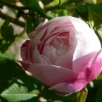 Rose Mme Pierre Ogier