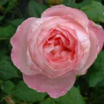 Rose Mme Pierre Ogier