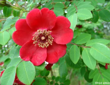 Rose Moyesii