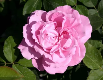 Rosa Mrs. John Laing