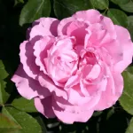 Rosa Mrs. John Laing