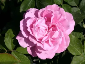 Rosa Mrs. John Laing