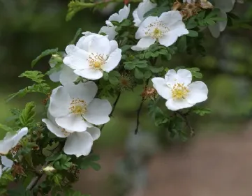 Rose Omeiensis Pteracantha