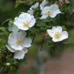 Rose Omeiensis Pteracantha