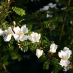 Rose Omeiensis Pteracantha